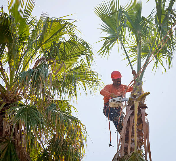 Best Emergency Tree Removal  in Marcus Hook, PA